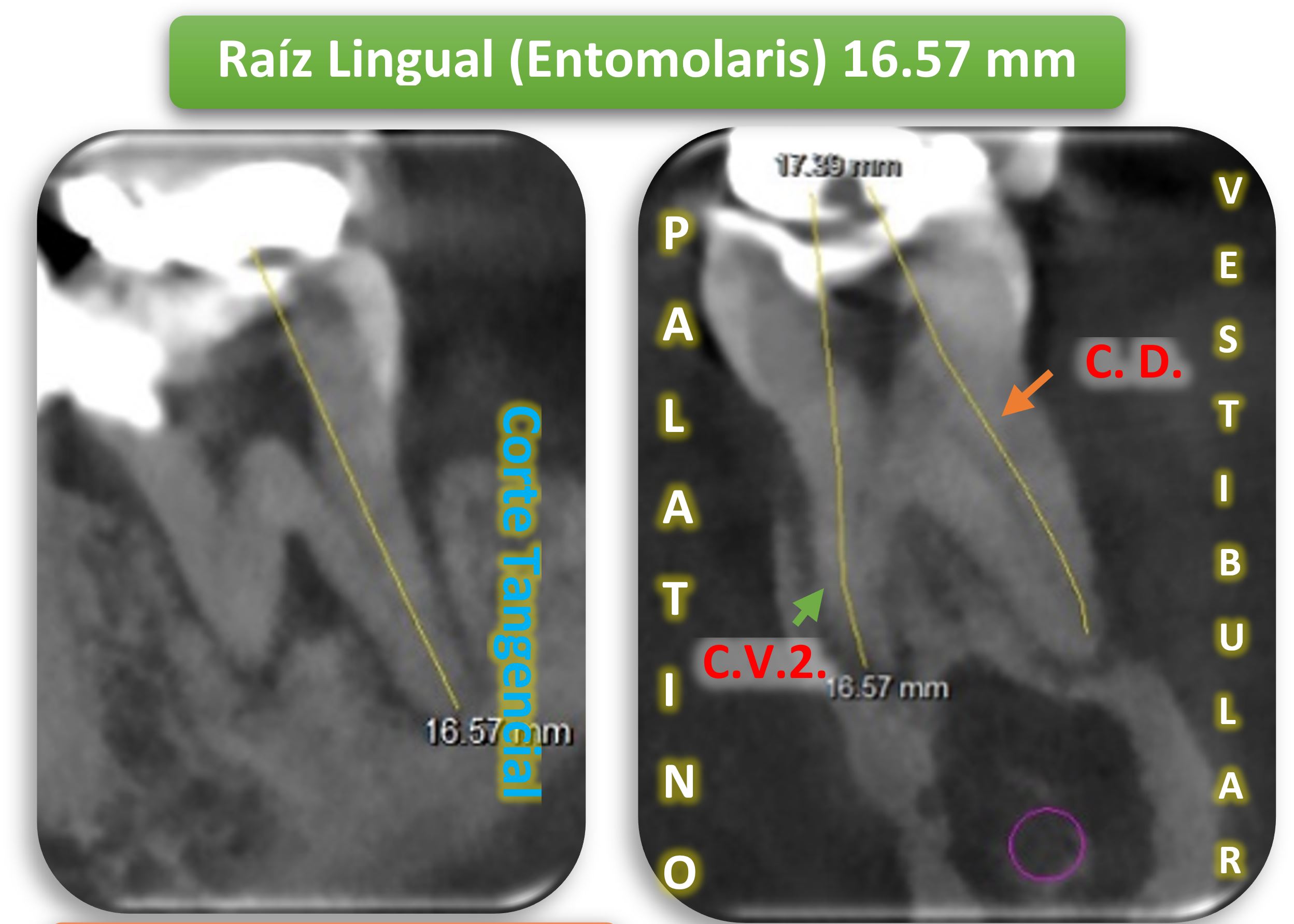 FIGURA 5